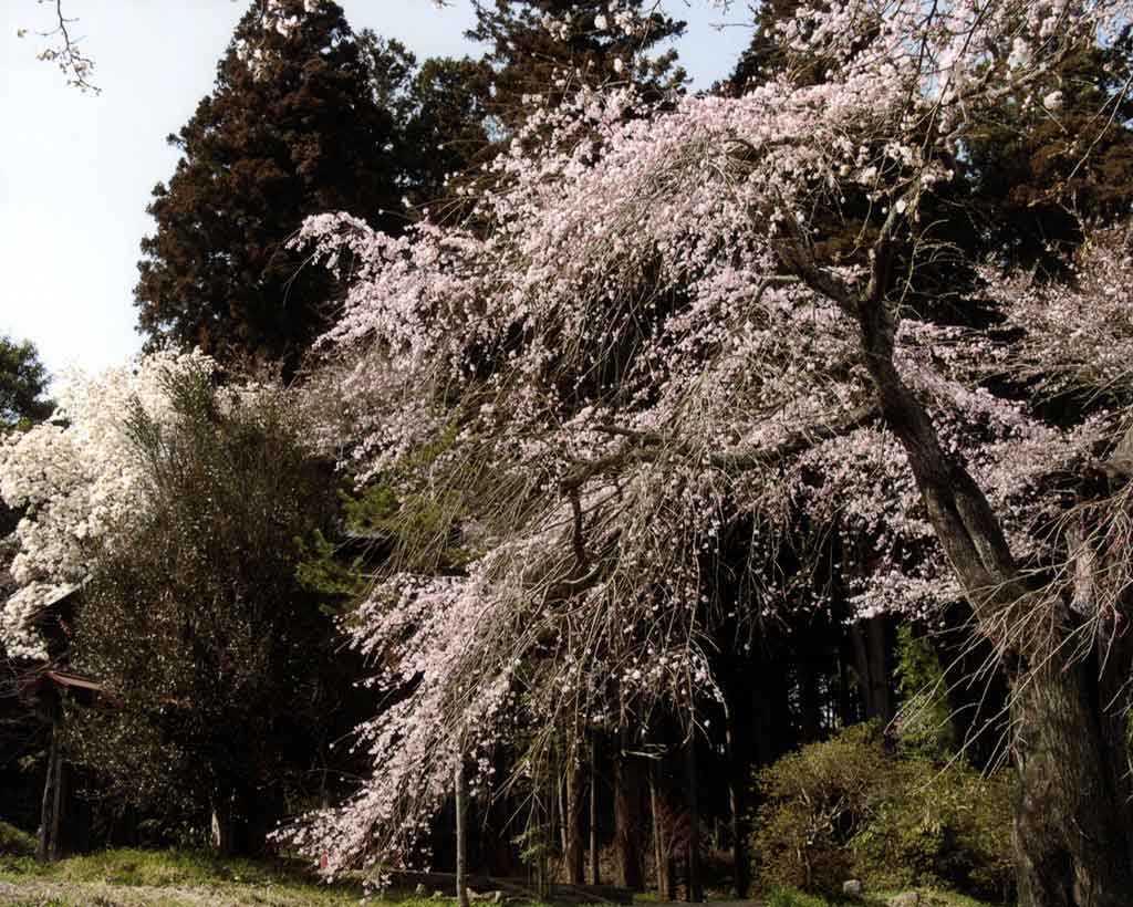 山桜も見事に咲きます