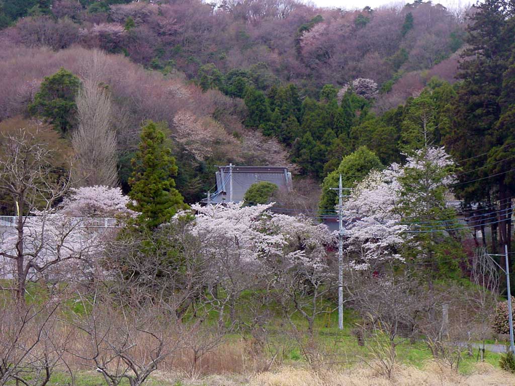 桜の時期の龍谷院